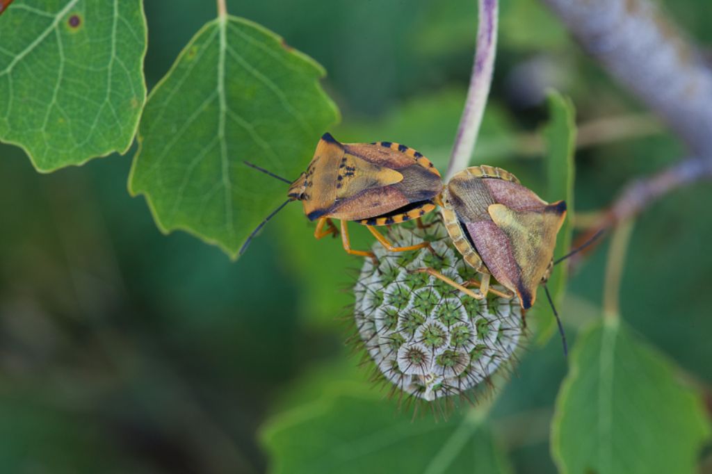 Pentatomidae: Carpocoris fuscispinus